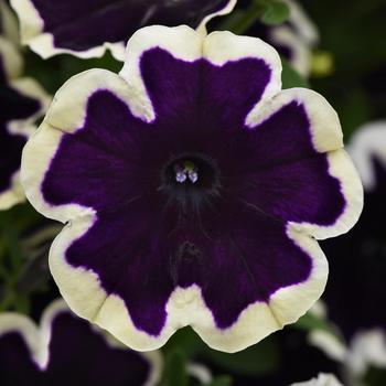 Petunia SureShot™ '' (249076)