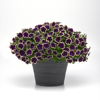 Petunia SureShot™ '' (249078)