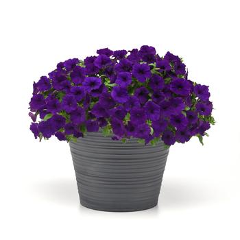 Petunia SureShot™ '' (249080)