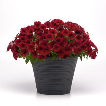 Petunia SureShot™ '' (249082)