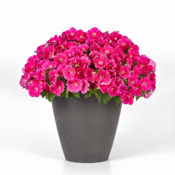 Petunia SureShot™ '' (249084)