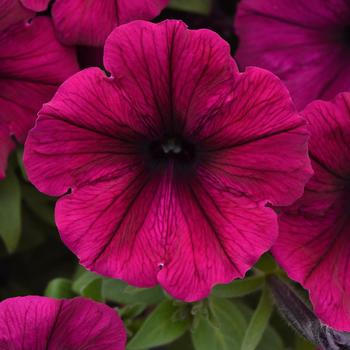 Petunia SureShot™ '' (249086)