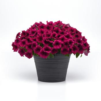 Petunia SureShot™ '' (249087)