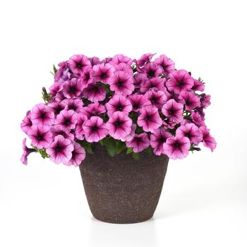 Petunia SureShot™ '' (249089)