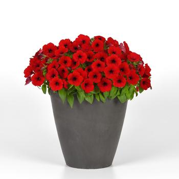 Petunia SureShot™ '' (249091)