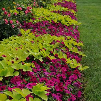 Petunia Wave® 'Purple Improved' (249105)