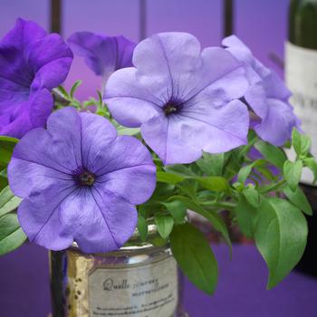 Petunia 'Evening Scentsation' (249111)