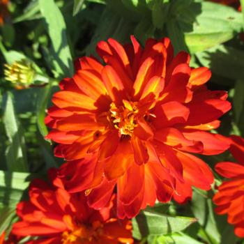 Zinnia marylandica Double Zahara™ 'Fire Improved' (249175)