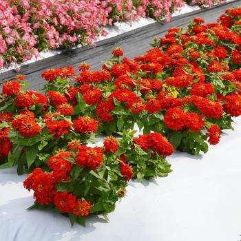 Zinnia elegans 'Holi Scarlet' (249177)