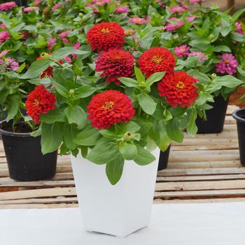 Zinnia elegans 'Holi Scarlet' (249178)