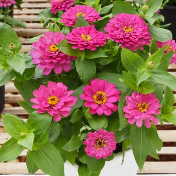 Zinnia elegans 'Holi Pink' (249179)