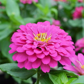 Zinnia elegans 'Holi Pink' (249180)