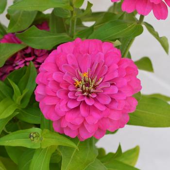 Zinnia elegans 'Holi Pink' (249181)