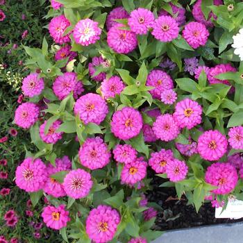 Zinnia elegans 'Holi Pink' (249182)