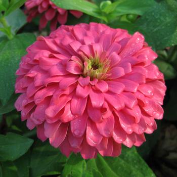 Zinnia elegans Magellan™ '' (249184)