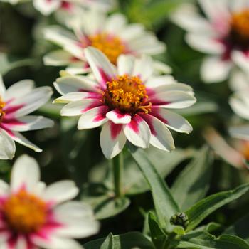 Zinnia marylandica Zahara® 'Starlight Rose' (249185)