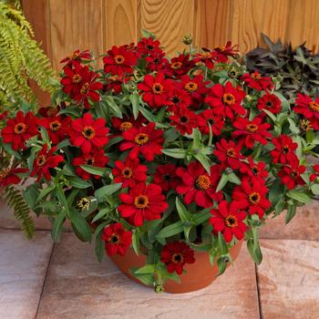 Zinnia Profusion '' (249189)