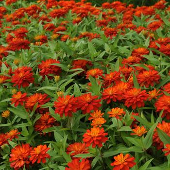 Zinnia marylandica Double Zahara™ 'Fire Improved' (249191)