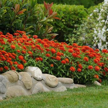 Zinnia marylandica Double Zahara™ 'Fire Improved' (249193)