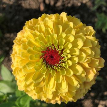 Zinnia elegans 'Queeny Lemon Peach' (249199)