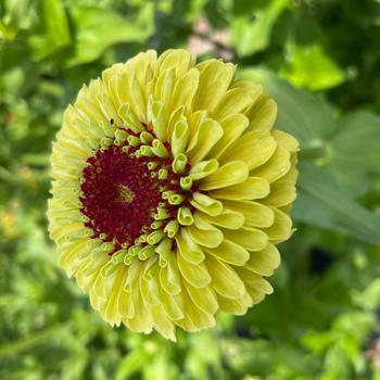 Zinnia elegans 'Queeny Lemon Peach' (249200)