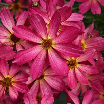 Coreopsis Permathread™ 'Sweet Tart' (249277)