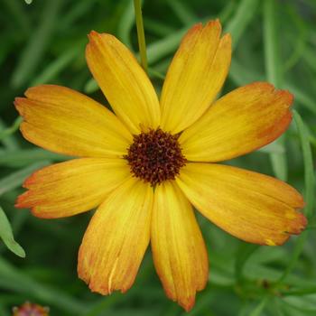 Coreopsis Permathread™ 'Butter Rum' (249280)