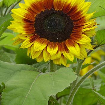 Helianthus annuus 'Solar Power' (249287)