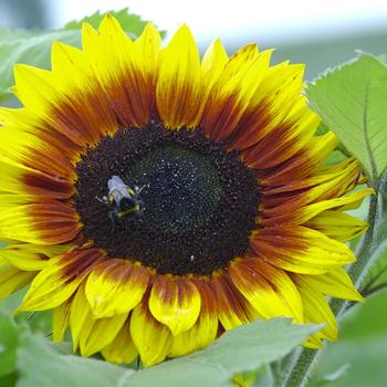 Helianthus annuus 'Solar Power' (249288)