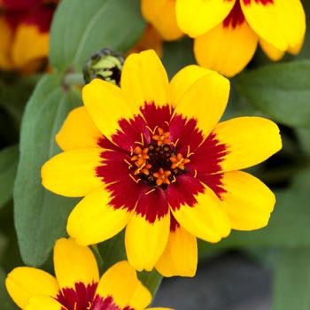 Zinnia Profusion '' (249296)