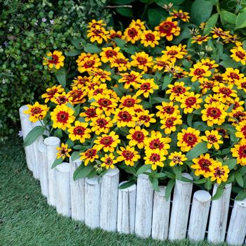 Zinnia Profusion '' (249297)