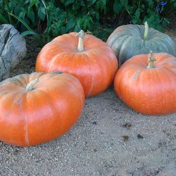 Cucurbita maxima 'Cinderella's Carriage' (249301)