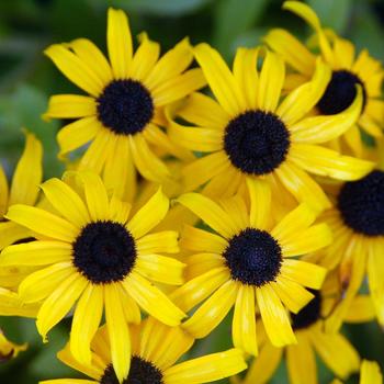 Rudbeckia 'American Gold Rush' (249320)