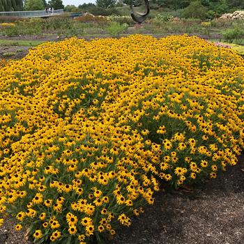 Rudbeckia 'American Gold Rush' (249322)