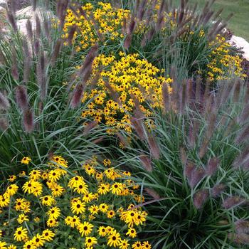 Rudbeckia 'American Gold Rush' (249324)