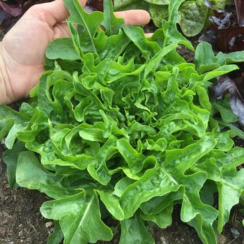 Lactuca sativa 'Sandy' (249328)