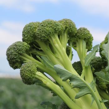 Brassica oleracea 'Skytree' (249330)