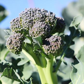 Brassica oleracea 'Skytree' (249332)