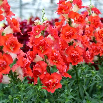 Antirrhinum majus 'DoubleShot Orange Bicolor' (249334)