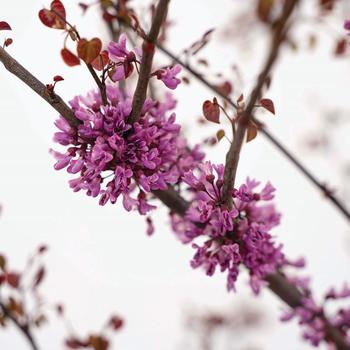 Cercis canadensis Garden Gems® 'Amethyst' (249346)