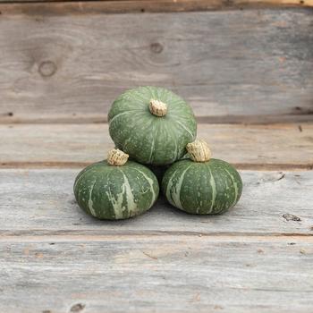 Cucurbita maxima 'Sweet Jade' (249358)