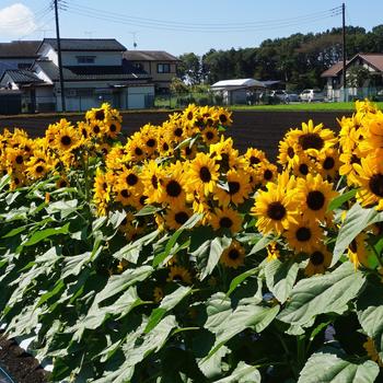 Helianthus annuus 'Concert Bell' (249367)