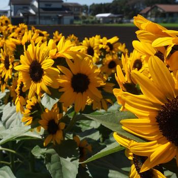 Helianthus annuus 'Concert Bell' (249368)