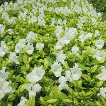 Torenia fournieri 'Summery Love Pure White' (249455)