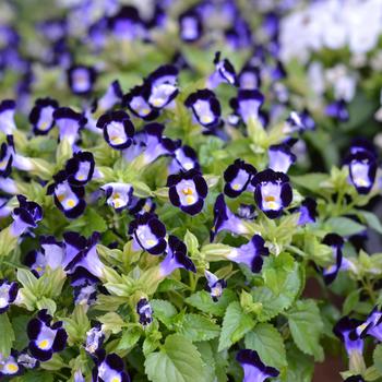 Torenia 'Vertigo Deep Blue' (249456)