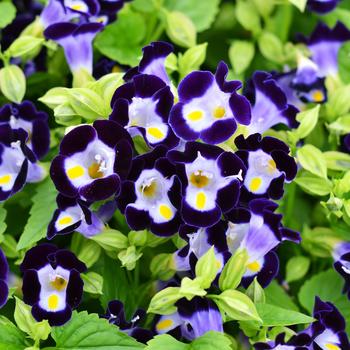 Torenia 'Vertigo Deep Blue' (249458)