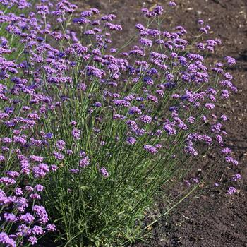 Verbena bonariensis 'Vanity' (249461)