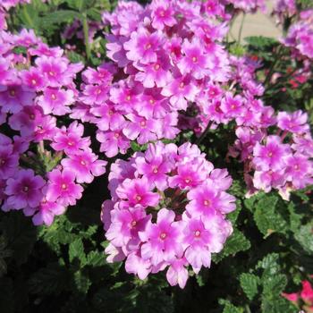 Verbena peruviana EnduraScape™ '' (249467)