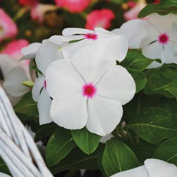 Catharanthus roseus Mega Bloom 'Polka Dot' (249471)