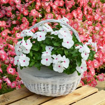 Catharanthus roseus Mega Bloom 'Polka Dot' (249472)